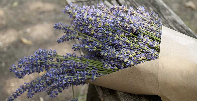 Organic Sicilian Lavender | Dry, 25g | Imported from Italy